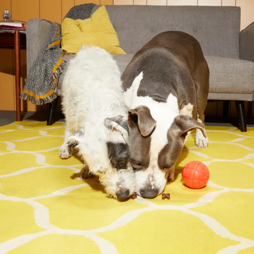 Snacks   Jacks Ball