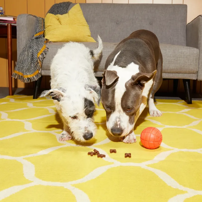 Snacks   Jacks Ball